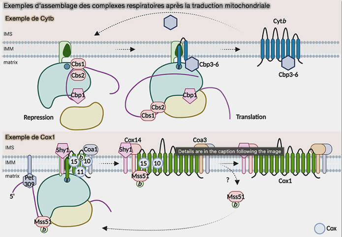 Exemples d’assemblage des complexes respiratoires après la traduction mitochondriale