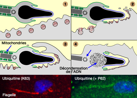 Dégradation des organites du spermatozoïde