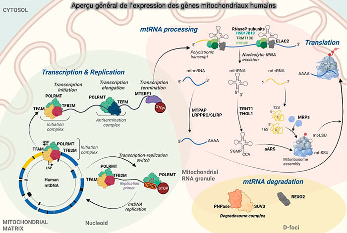 Aperçu général de l’expression des gènes mitochondriaux humains.