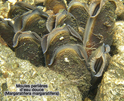 Moules perlières d'eu douce
