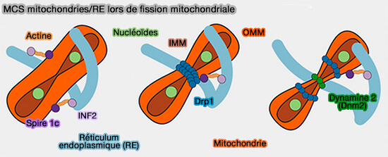 MCS mitochondries-RE lors de fission mitochondriale