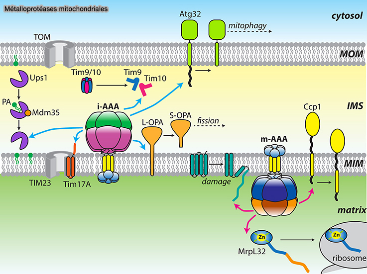 Fonctions de diverses protéases AAA mitochondriales