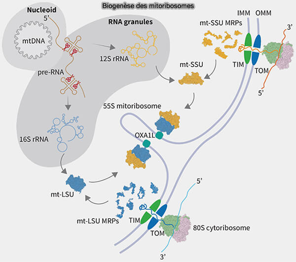 Biogenèse des mitoribosomes