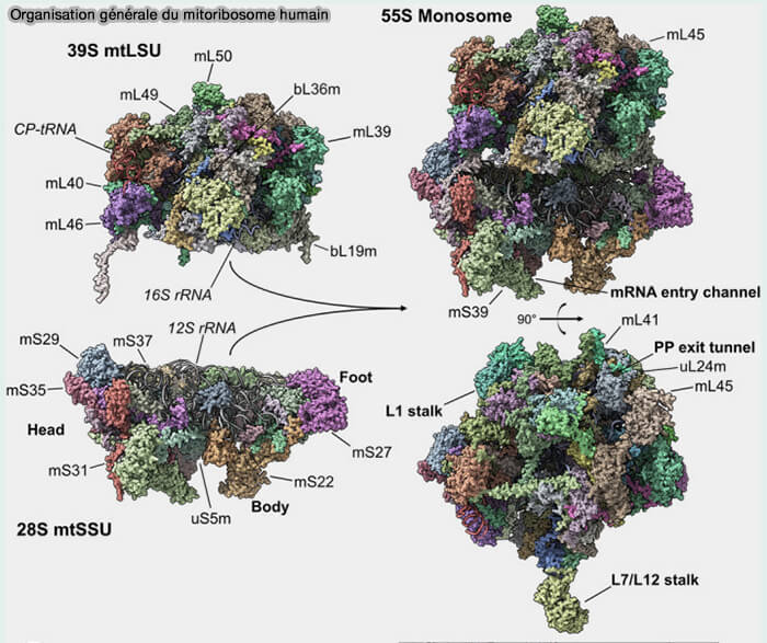 Organisation générale du mitoribosome humain