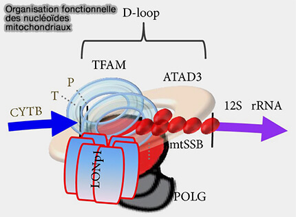 Organisation fonctionnelle des nucléoïdes mitochondriaux