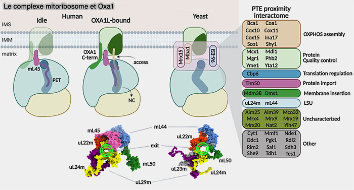 Le complexe mitoribosome et Oxa1