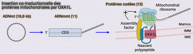 Insertion co-traductionnelle des protéines mitochondriales par OXA1L