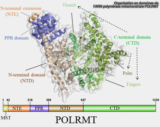 Organisation en domaines de l'ARN polymérase mitochondriale POLRMT