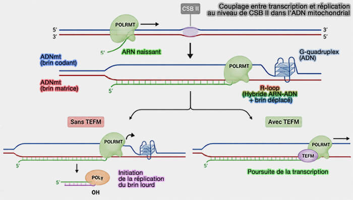 Couplage entre transcription et réplicationau niveau de CSB II dans l'ADN mitochondrial