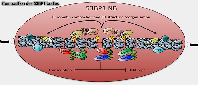 Composition des 53BP1 bodies