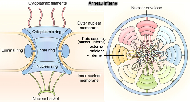 Pore nucléaire et anneau interne