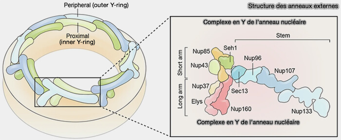 Structure des anneaux externes 