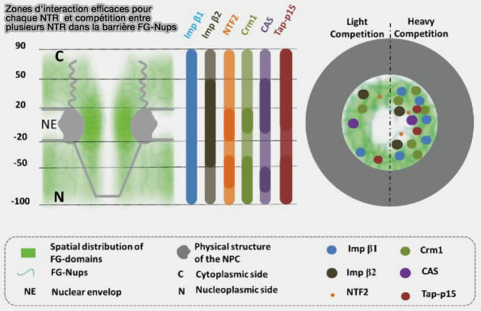 Enveloppe nucléaire