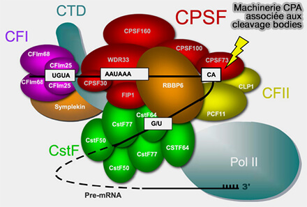 Machinerie CPA associée au cleavage body