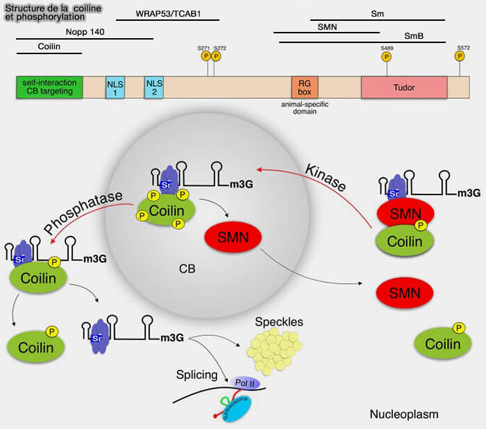 Coiline et phosphorylation