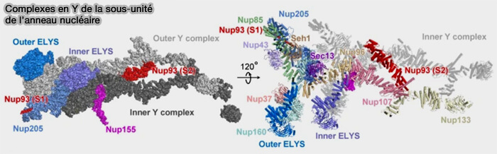 Complexe en Y de la sous-unité de l'anneau nucléaire