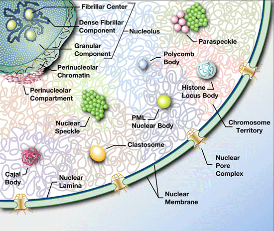Principaux corps nucléaires