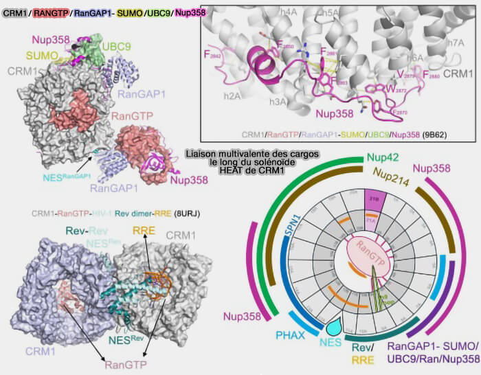 Structure et liaisons d CRM1