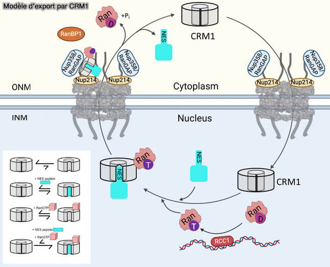 Modèle d'export par CRM1