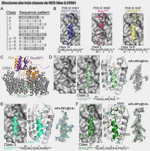 Structures des trois classes des NES liées à CRM1