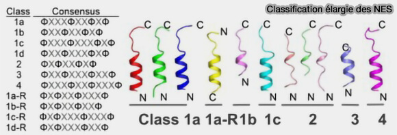 Classification élargie des NES