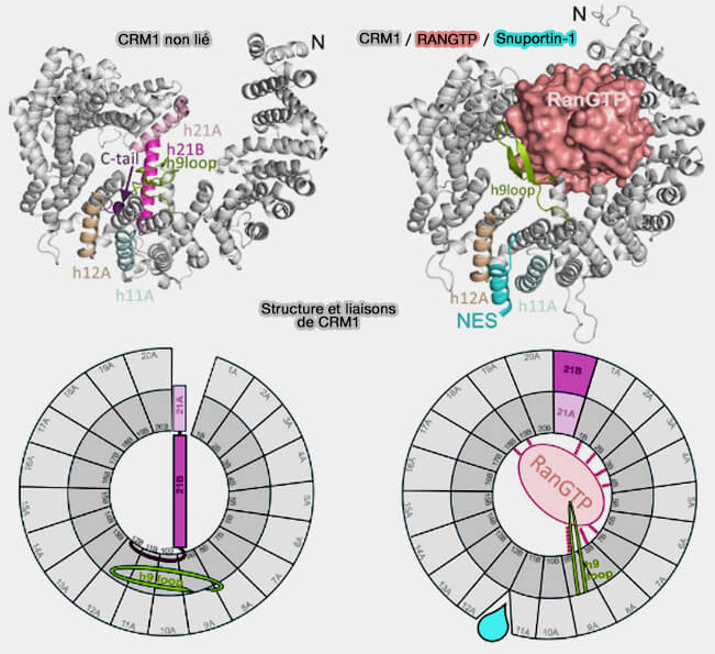 Structure et liaisons de CRM1