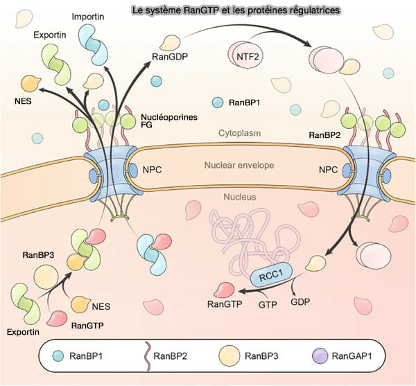 Le système Ran-GTP et ses protéines régulatrices