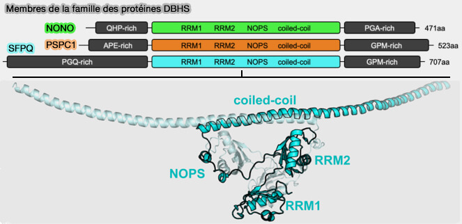Membres de la famille des protéines DBHS