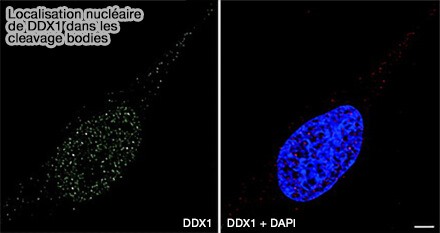 DDX1 dans les cleavage body