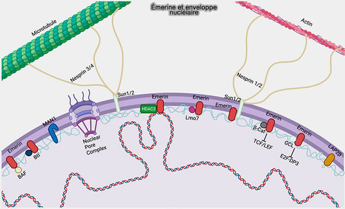 Émerine et enveloppe nucléaire