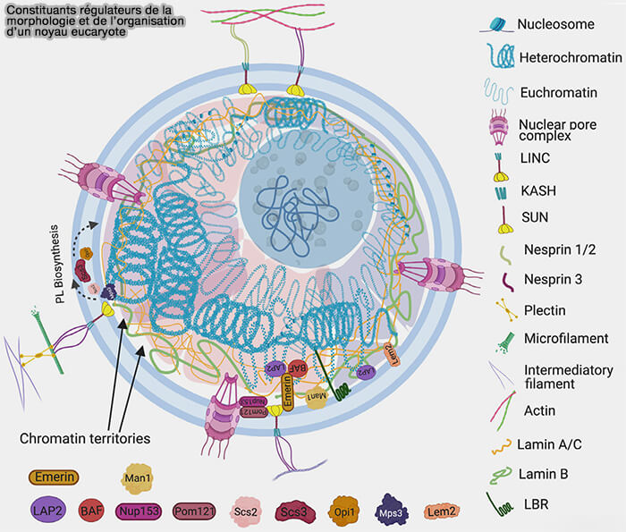 Enveloppe nucléaire
