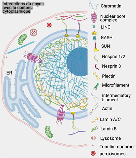 Interactions du noyau avec le contenucytoplasmique