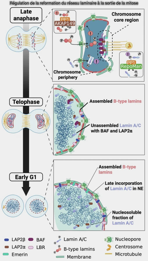 Régulation de la reformation du réseau laminaire à la sortie de la mitose