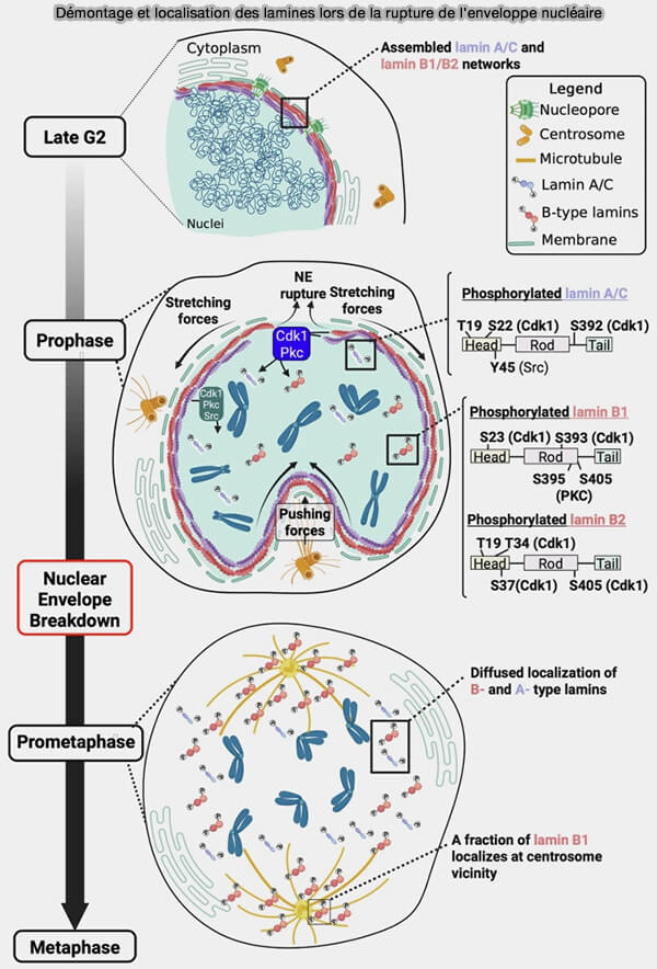 Démontage et localisation des lamines lors de la rupture de l'enveloppe nucléaire