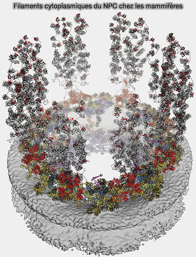 Modèle d’import et d’export des protéines nucléaires