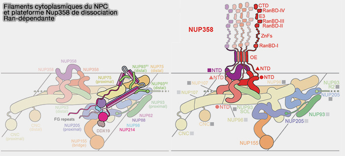 Filaments cytoplasmiques du NPC et plateforme Nup358 de dissociation Ran-dépendante