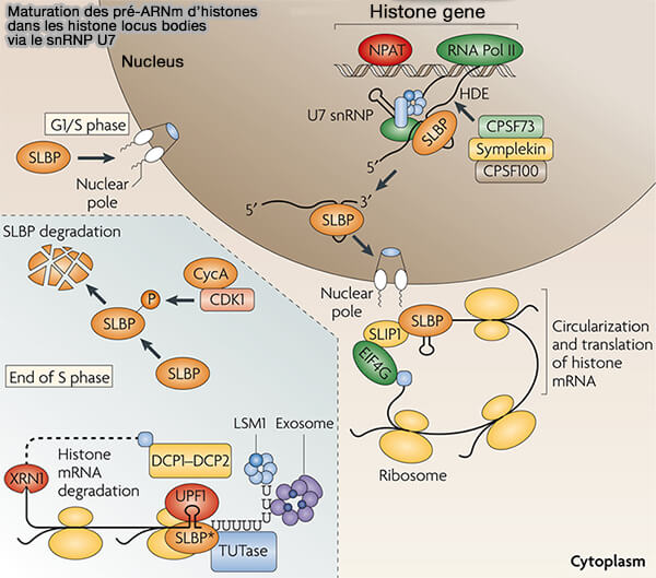 Maturation des pré-ARNm d’histones dans les histone locus bodies via le snRNP U7