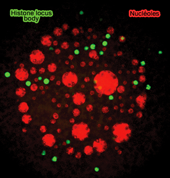 Histone locus bodies et nucléoles dans l'oocyte de Xénope