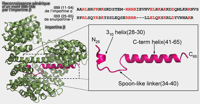 Reconnaissance générique d’un motif IBB-like par l’importine β