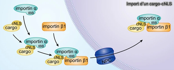 Import nucléocytoplasmque d'un cargo-cNLS