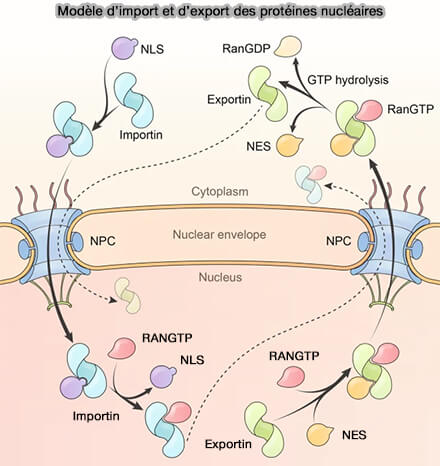 Modèle d’import et d’export des protéines nucléaires