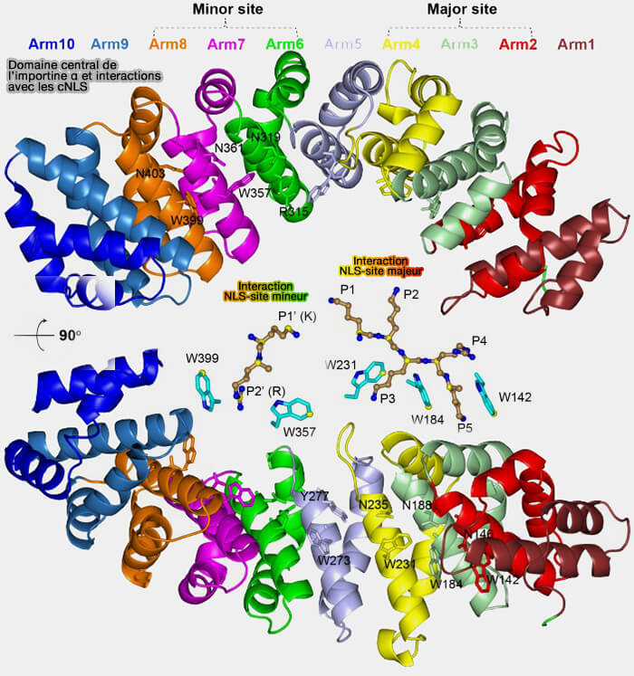Domaine central de l’importine α et interactions avec les cNLS