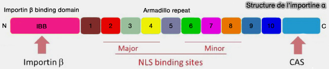 Structure de l’importine α