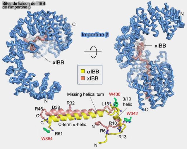 Sites de liaison de l'IBB à l’importine β