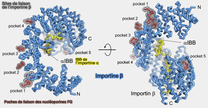Sites de liaison des FG à l’importine β