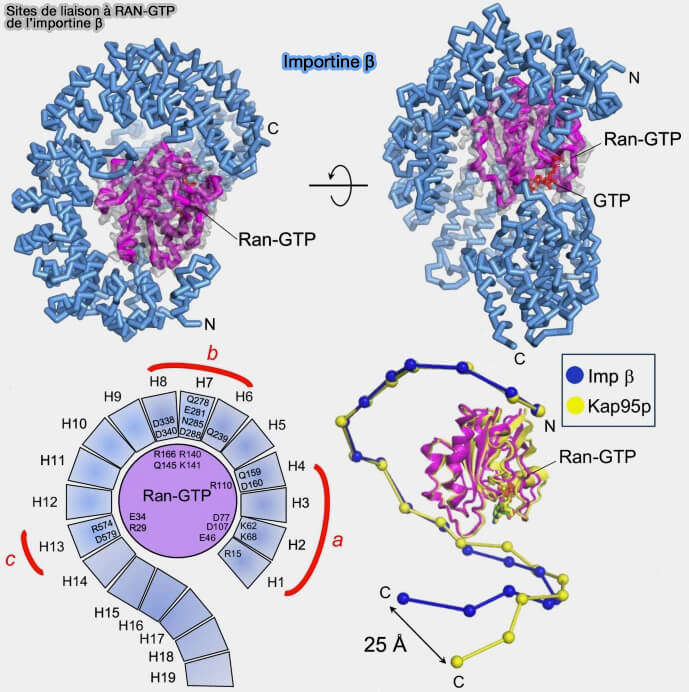 Liaison de l’importine β avec RAN-GTP