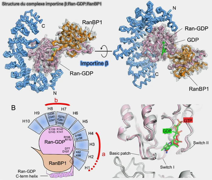 Structure du complexe importine β:Ran-GDP:RanBP1 