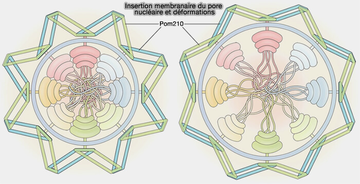 Insertion membranaire du pore nucléaire et déformations