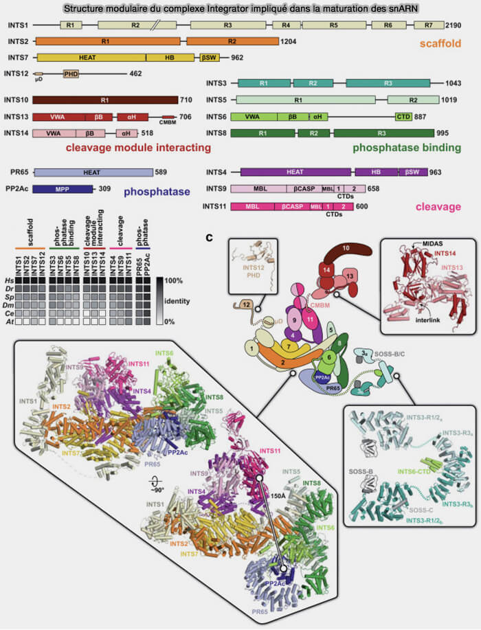 Coiline et phosphorylation