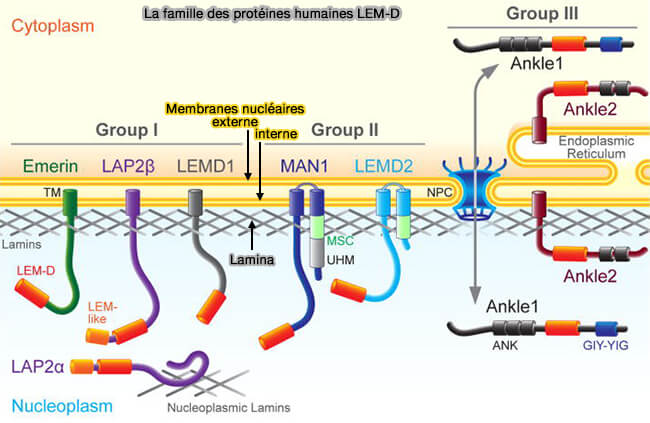 Quelques membres de la famille MEL-D